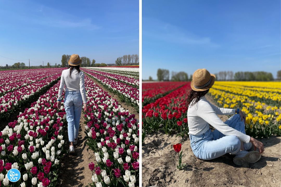 Photo of the tulip fields in Meerdonk, Belgium