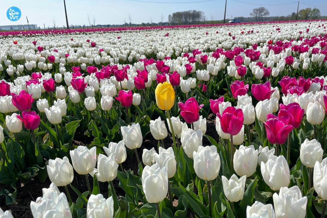 Another photo of the tulip fields in Meerdonk, Belgium