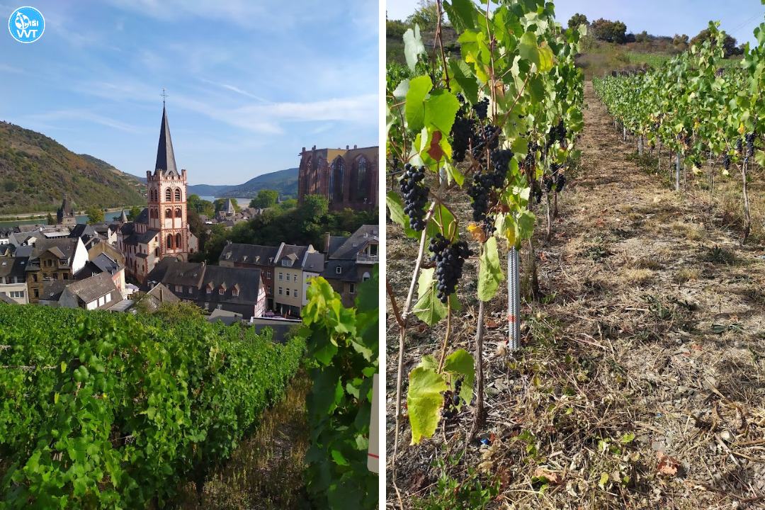 Foto van de Bacharach wijngaarden, Duitsland